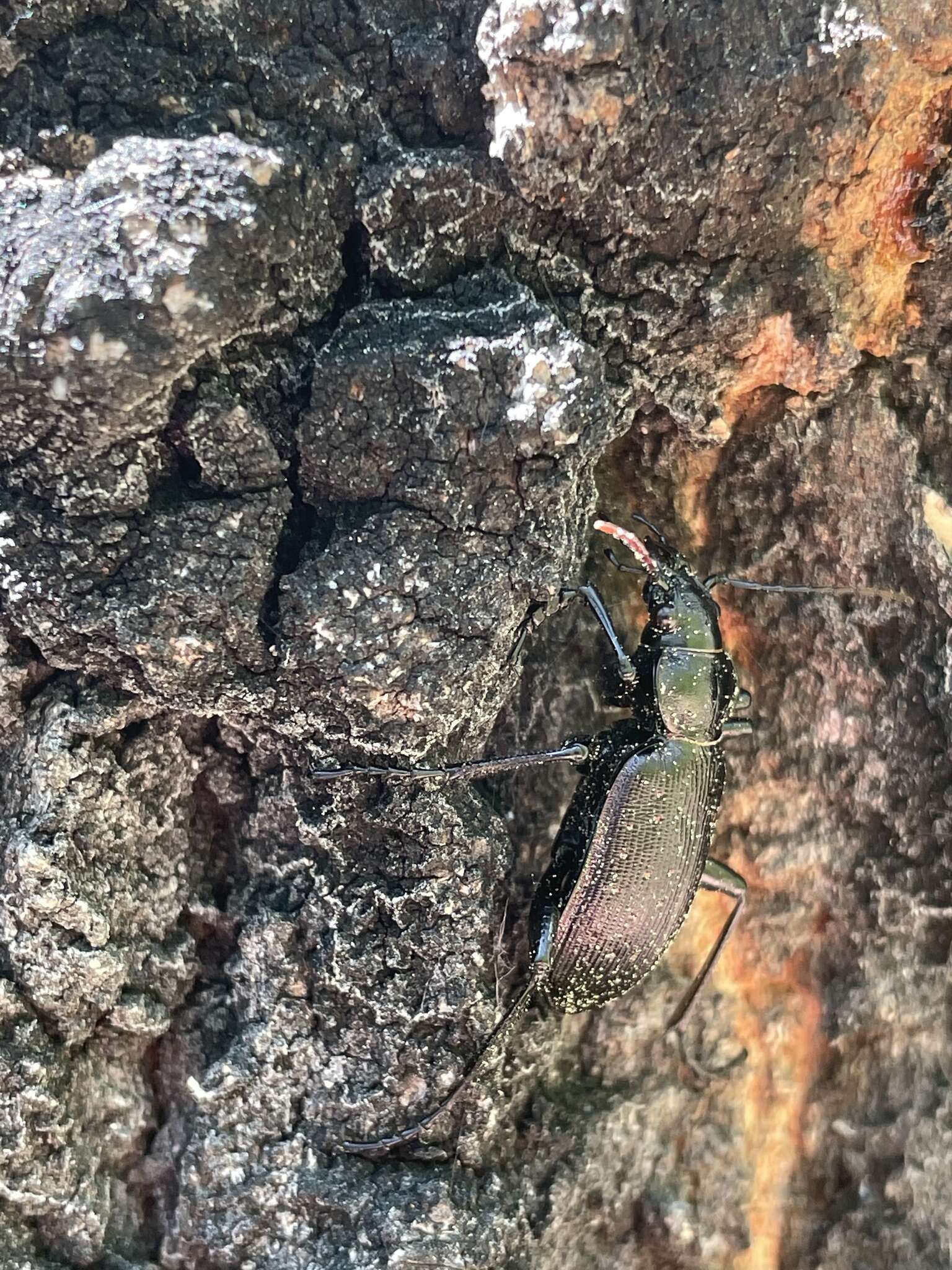 Слика од Calosoma (Calosoma) frigidum Kirby 1837