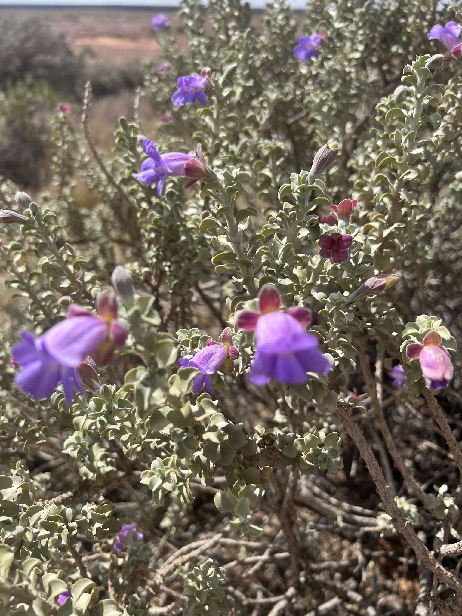 Imagem de Eremophila rotundifolia F. Muell.