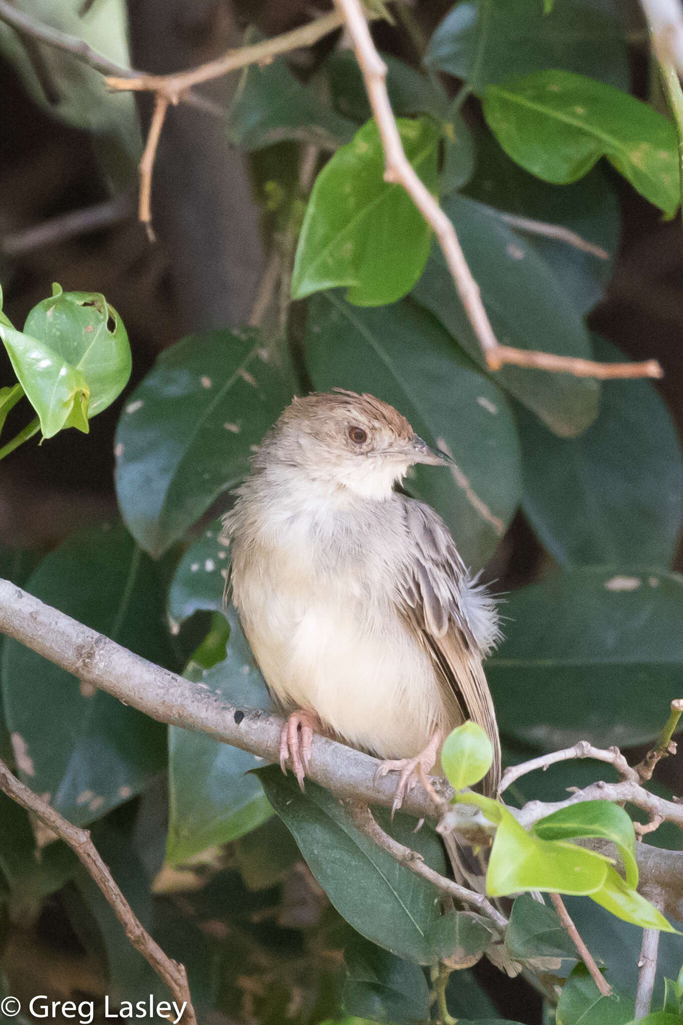 Cisticola chiniana (Smith & A 1843) resmi