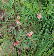 Image de Indigofera confusa Prain & Baker fil.