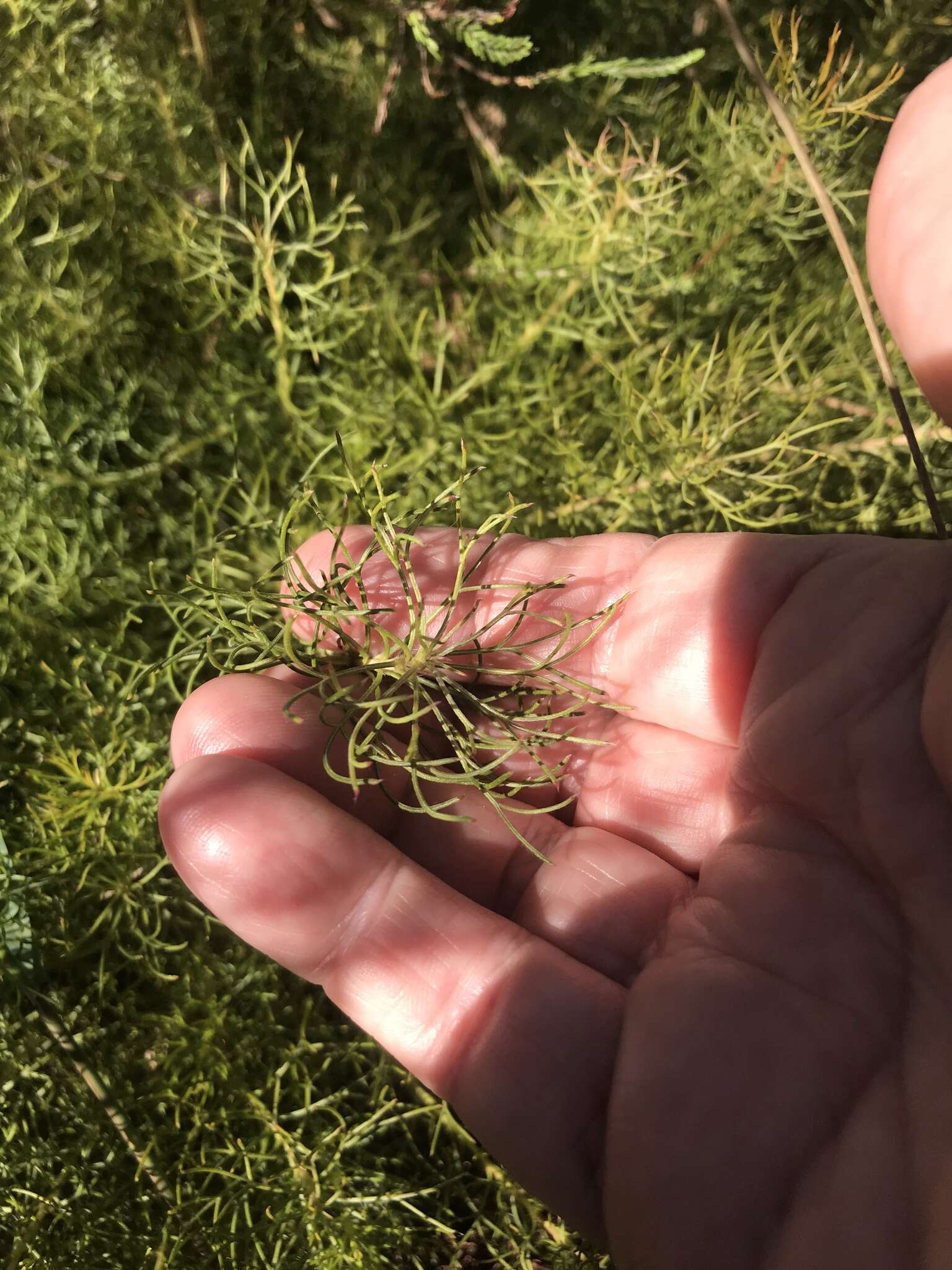 Plancia ëd Serruria cyanoides (L.) R. Br