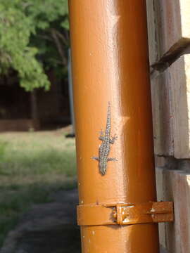 Image of Chobe Dwarf Gecko