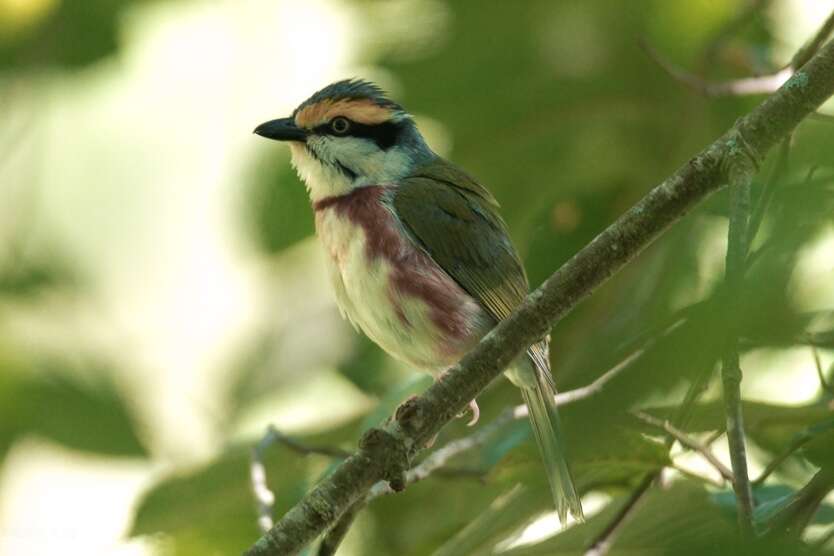 Image of Chestnut-sided Shrike-Vireo