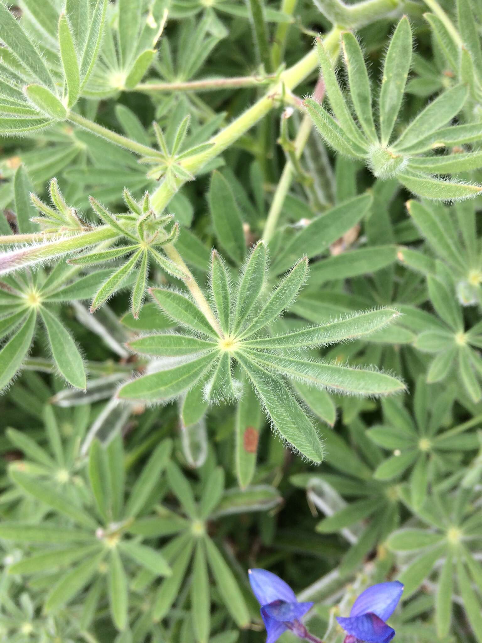 Слика од Lupinus guadalupensis C. P. Sm.