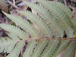 Image de Christella acuminata (Houtt.) Holtt.