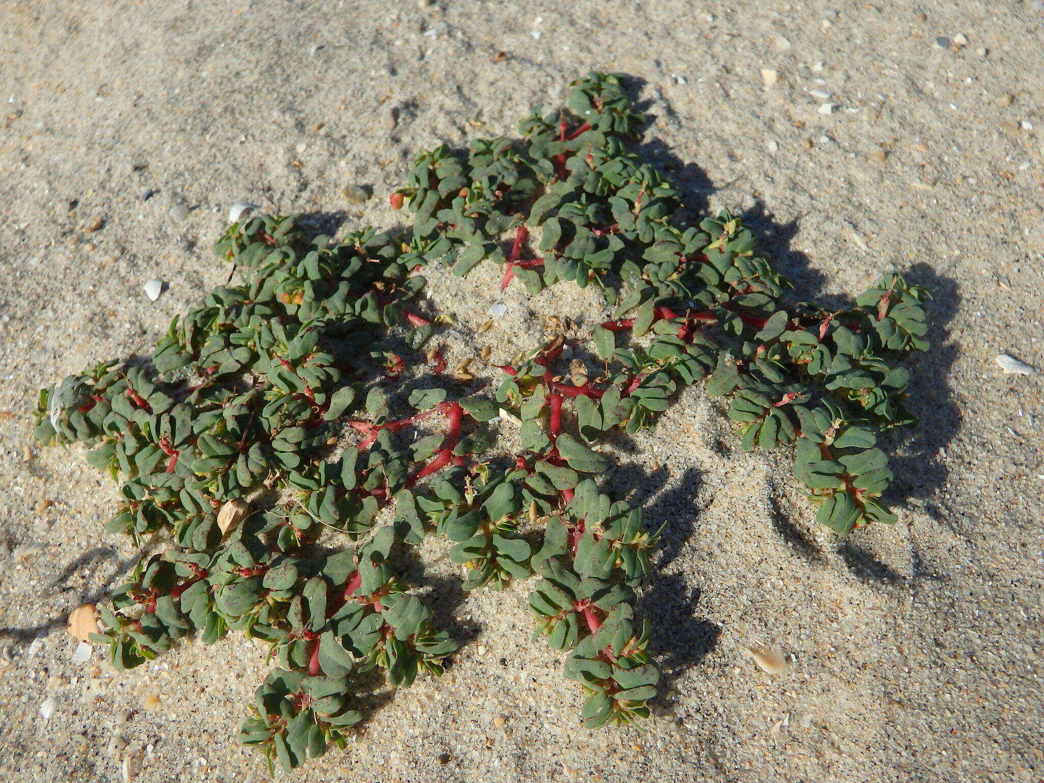 Sivun Euphorbia peplis L. kuva