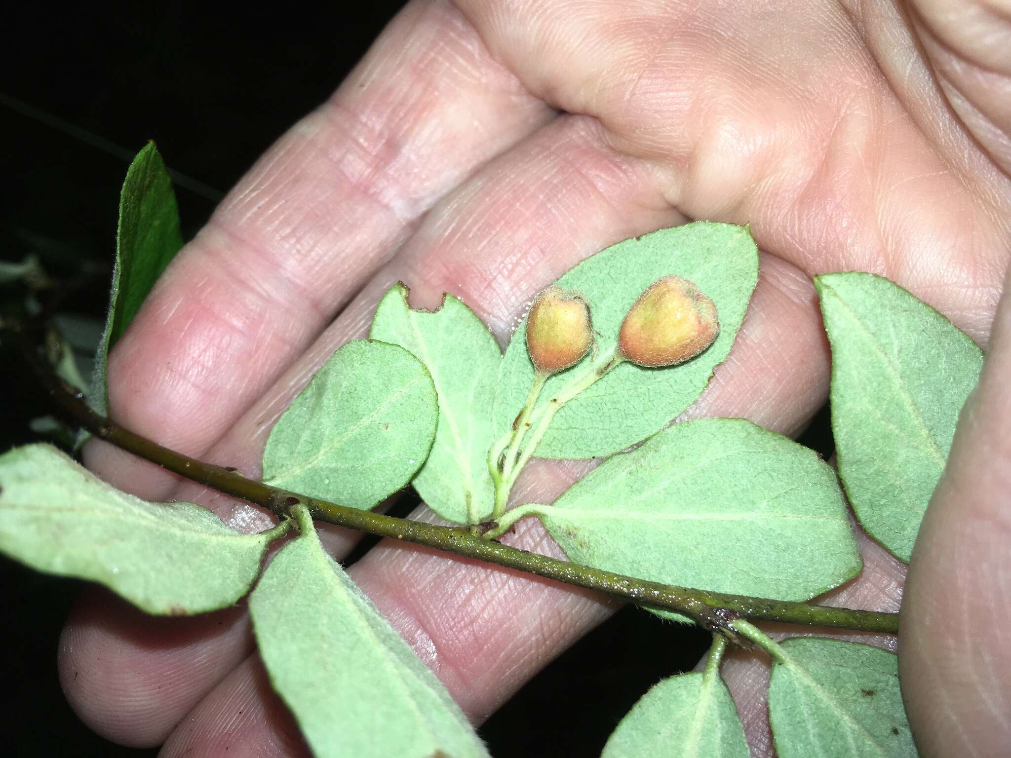 Image of Fang's cotoneaster