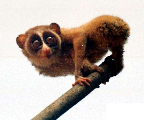 Image of slender loris