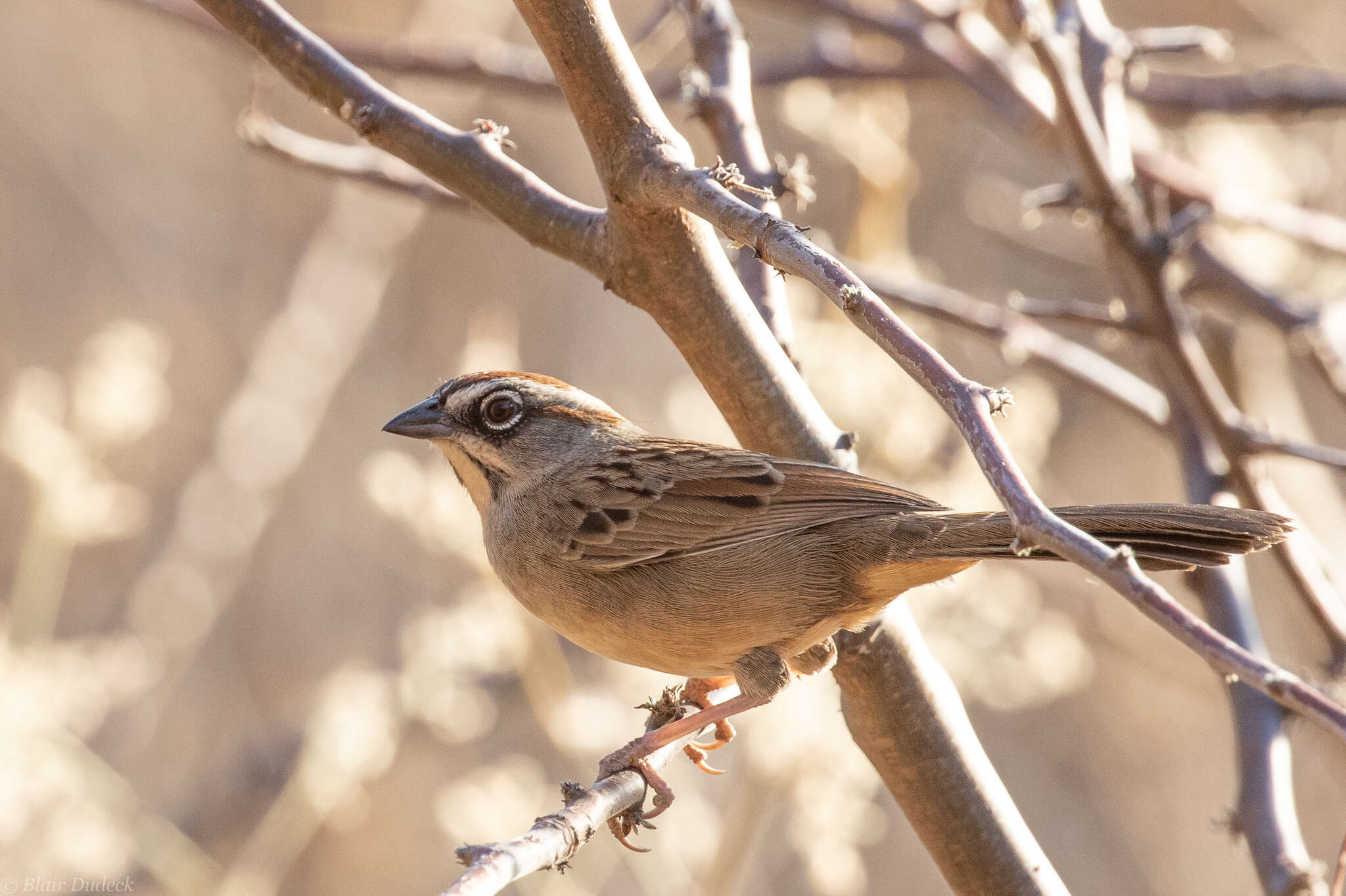 Image of Oaxaca Sparrow