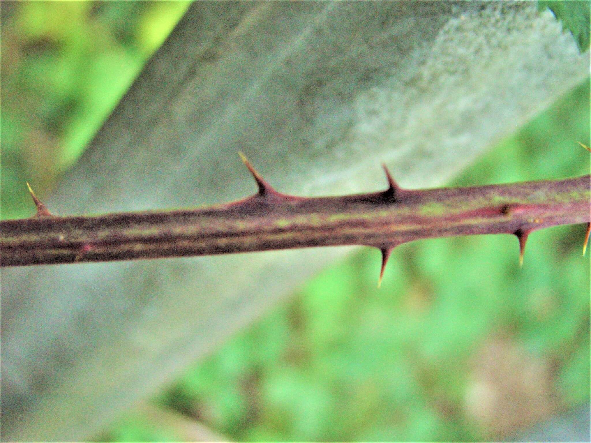 Sivun Rubus elegantispinosus (Schumacher) H. E. Weber kuva