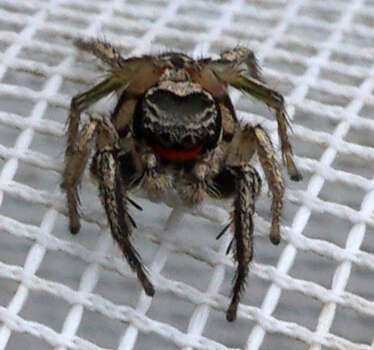 Image of Habronattus coecatus (Hentz 1846)