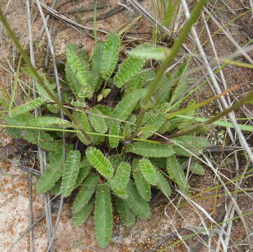 Image of Alepidea capensis var. capensis