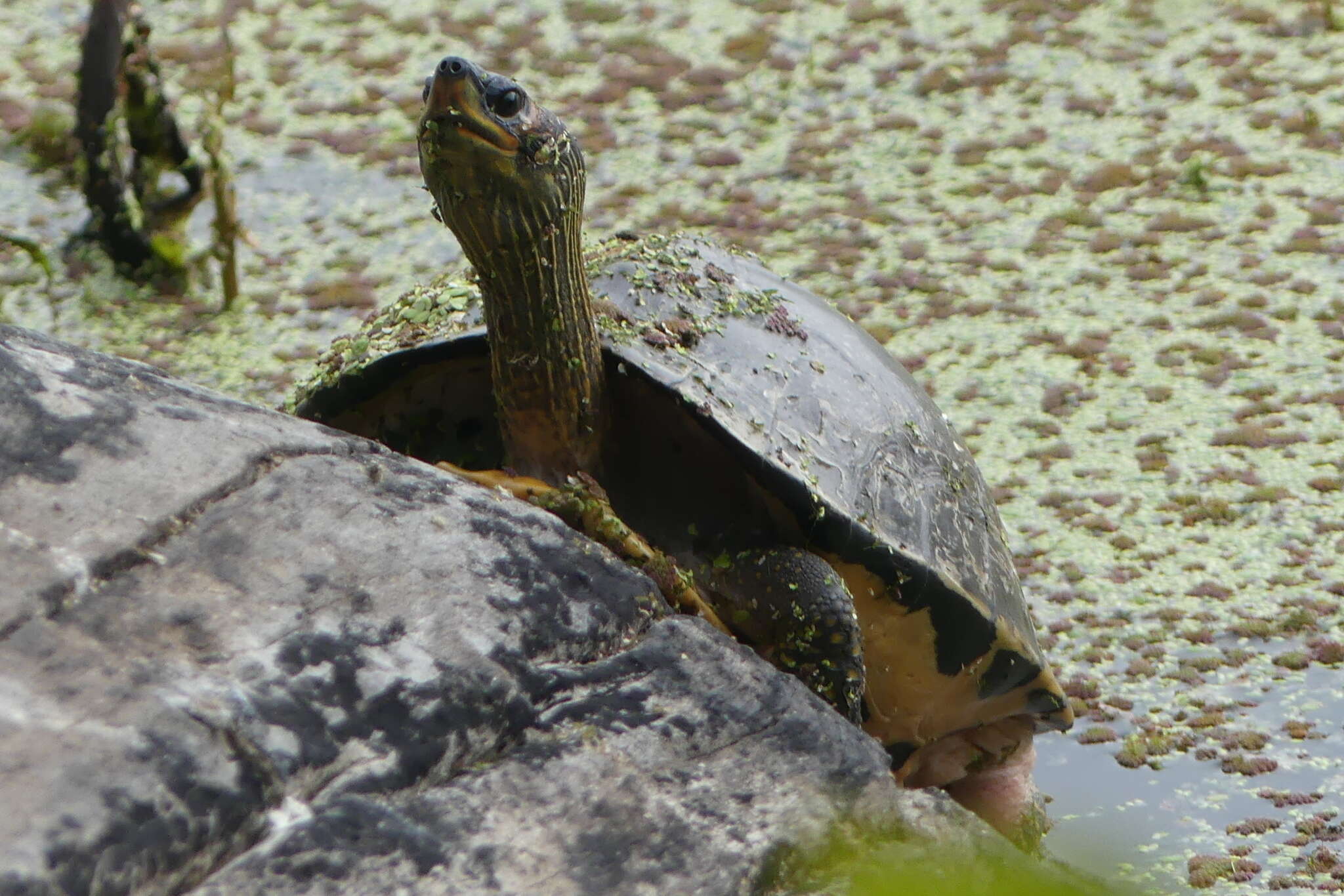 Image of Indian Roofed Turtle