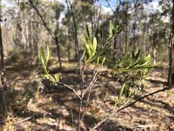 Image of Denhamia cunninghamii (Hook.) M. P. Simmons