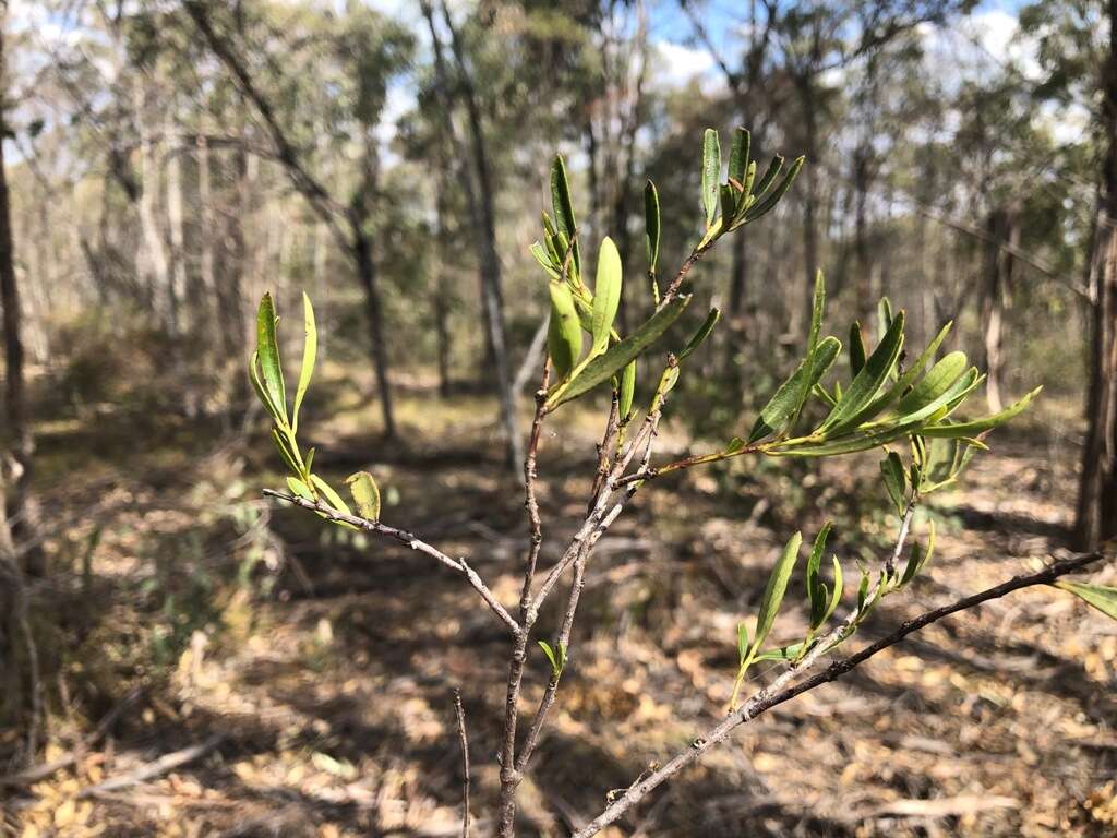 Image of Denhamia cunninghamii (Hook.) M. P. Simmons