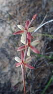 Hesperantha radiata subsp. radiata的圖片