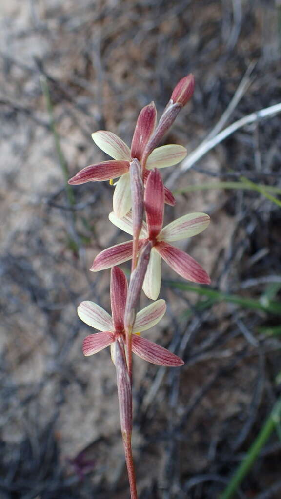 Hesperantha radiata subsp. radiata的圖片