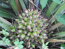 Image of Bromelia hemisphaerica Lam.