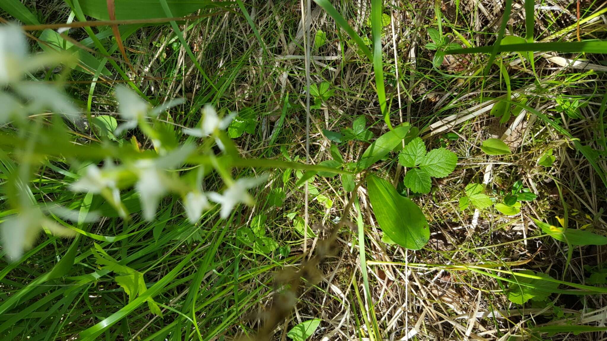 Image of lesser butterfly-orchid