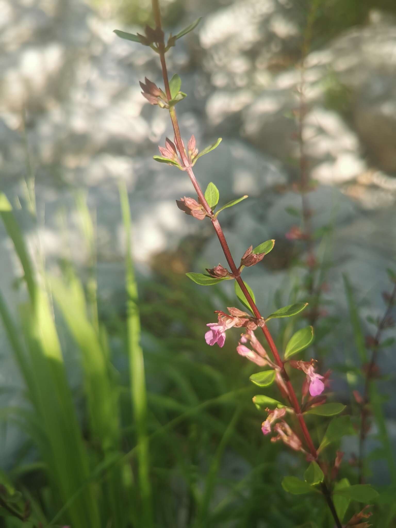 Image of Teucrium lucidum L.