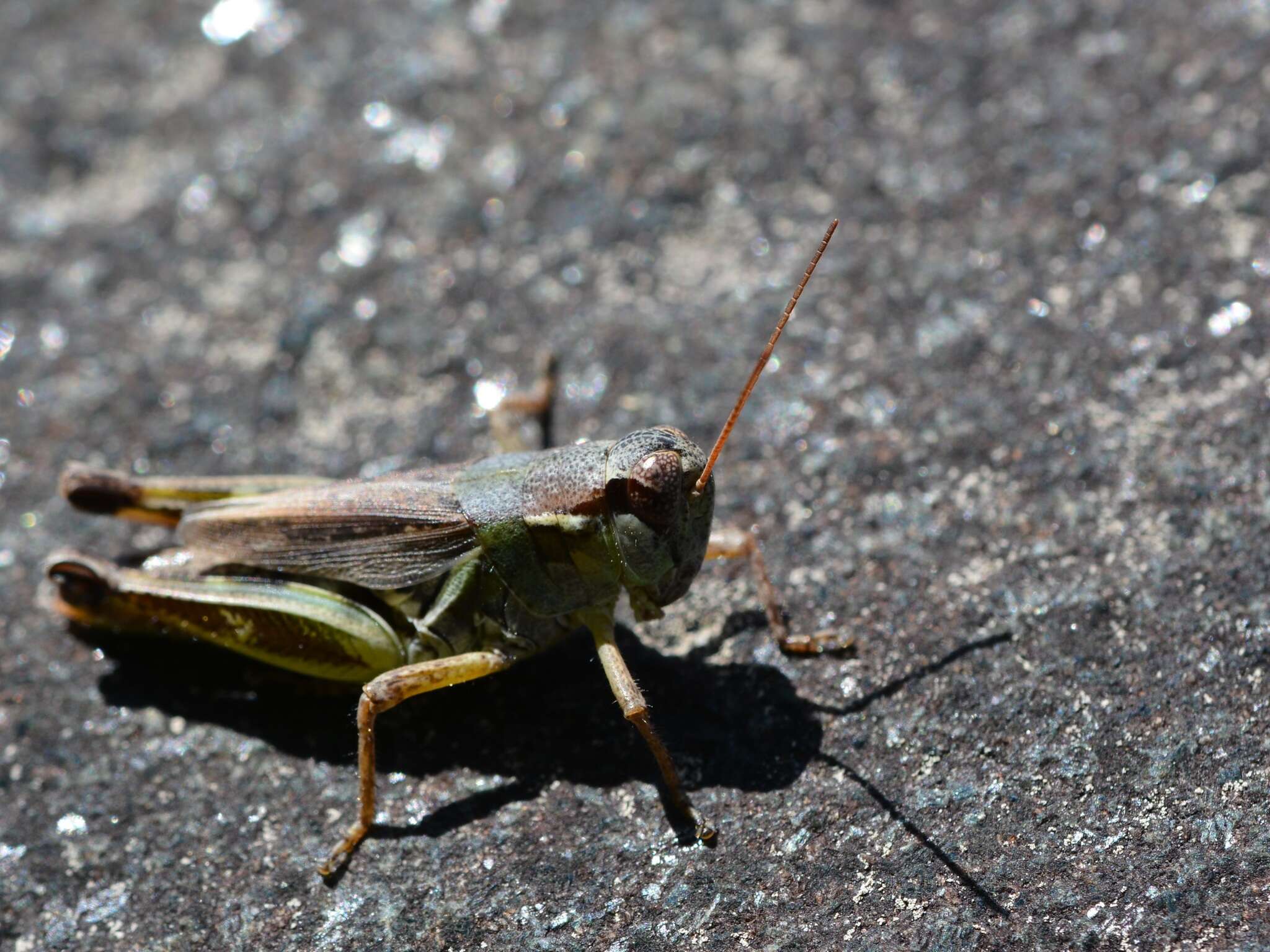 Слика од Melanoplus borealis (Fieber 1853)