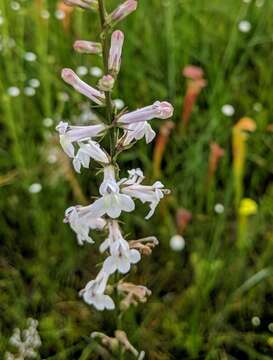 Sivun Lobelia floridana Chapm. kuva