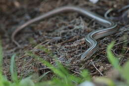 Chalcides chalcides vittatus (Leuckart 1828) resmi