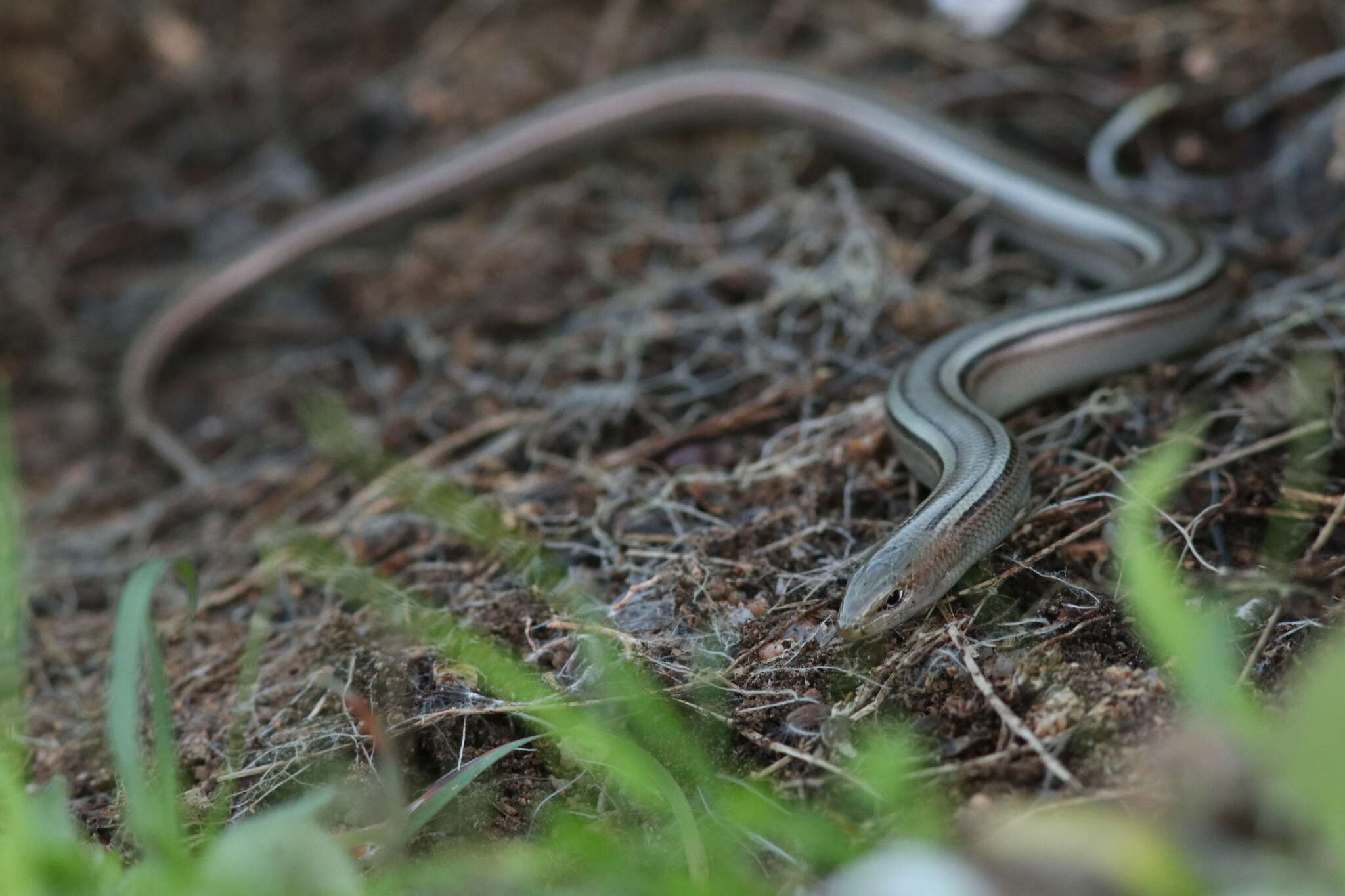 Chalcides chalcides vittatus (Leuckart 1828) resmi