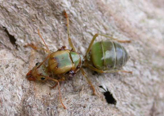 Слика од Oecophylla smaragdina (Fabricius 1775)