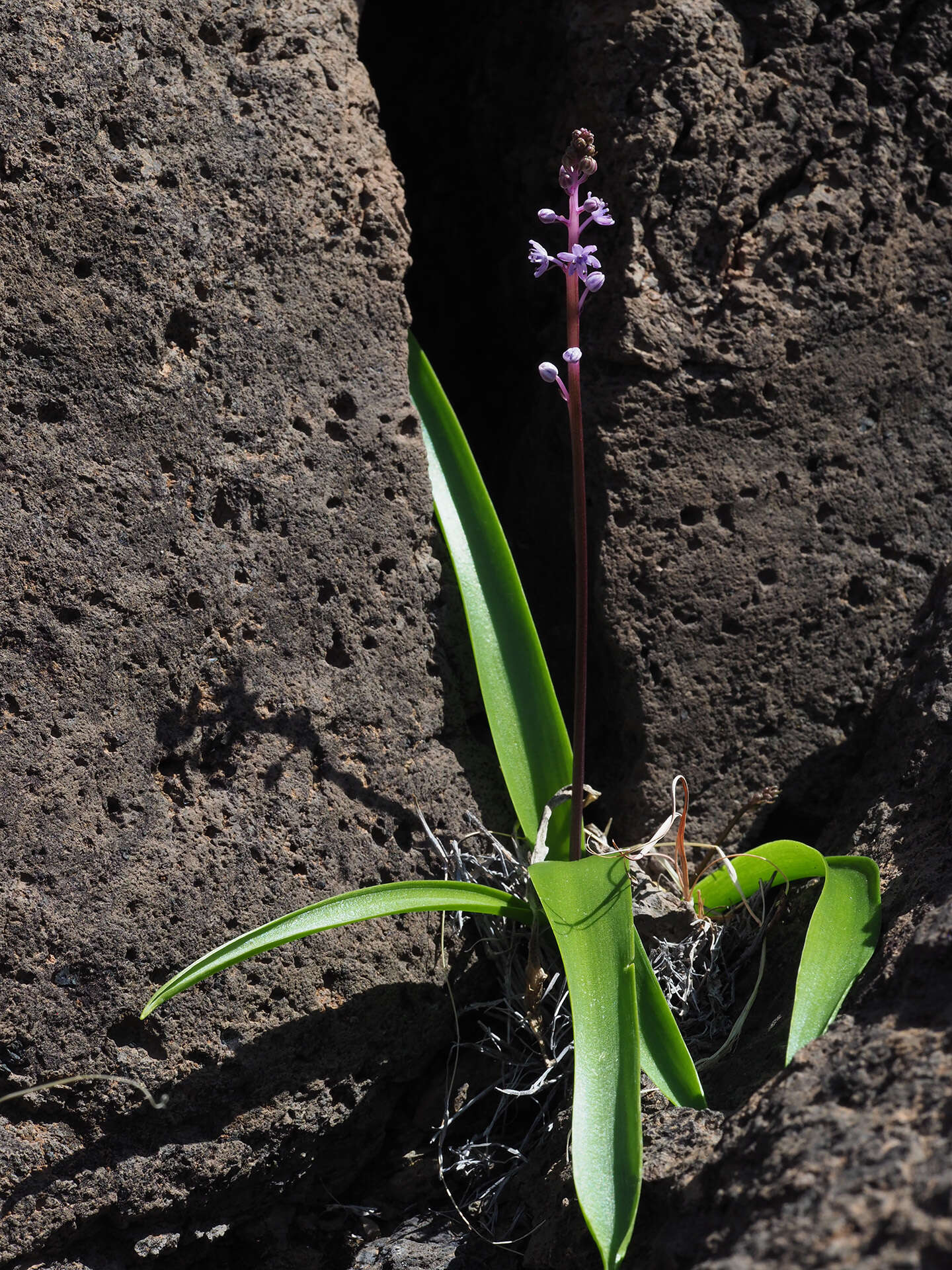 Image de Scilla haemorrhoidalis Webb & Berthel.