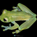 Image of Amelie’s Glassfrog