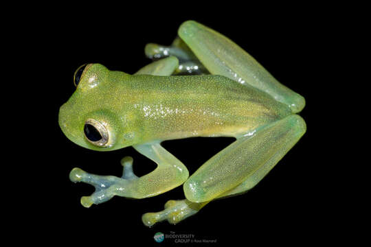 Image of Amelie’s Glassfrog