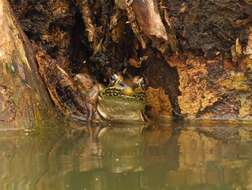 Image of Forrer's Grass Frog