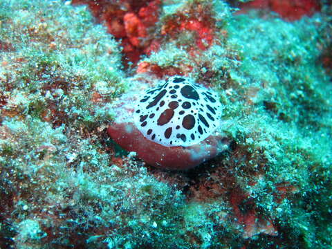 Image of Swiss cow nudibranch