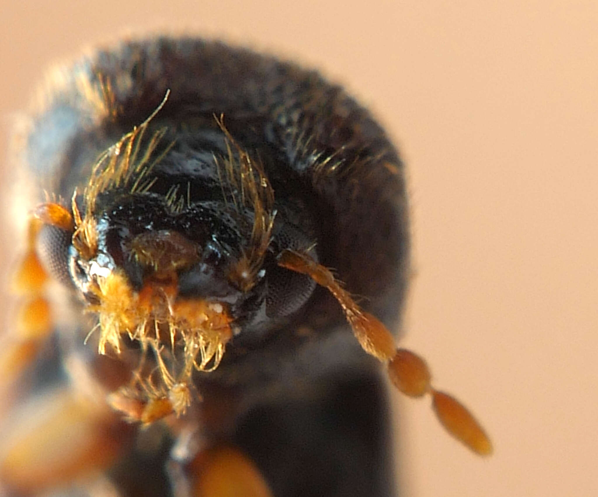 Xylobosca bispinosa (MacLeay 1873) resmi