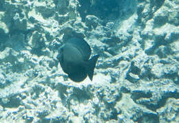 Image of Black Surgeonfish