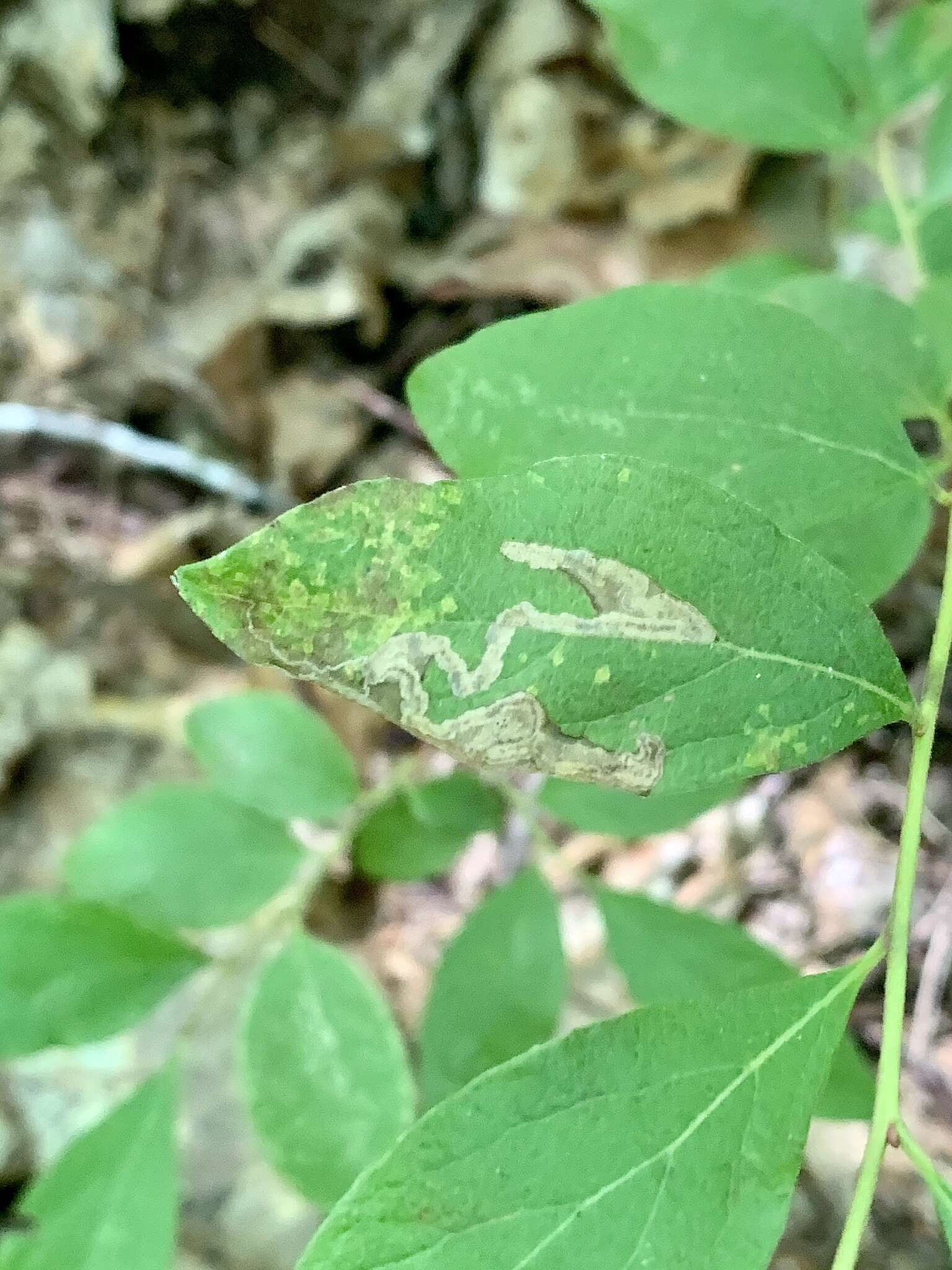 Sivun Stigmella corylifoliella (Clemens 1861) Wilkinson et al. 1979 kuva