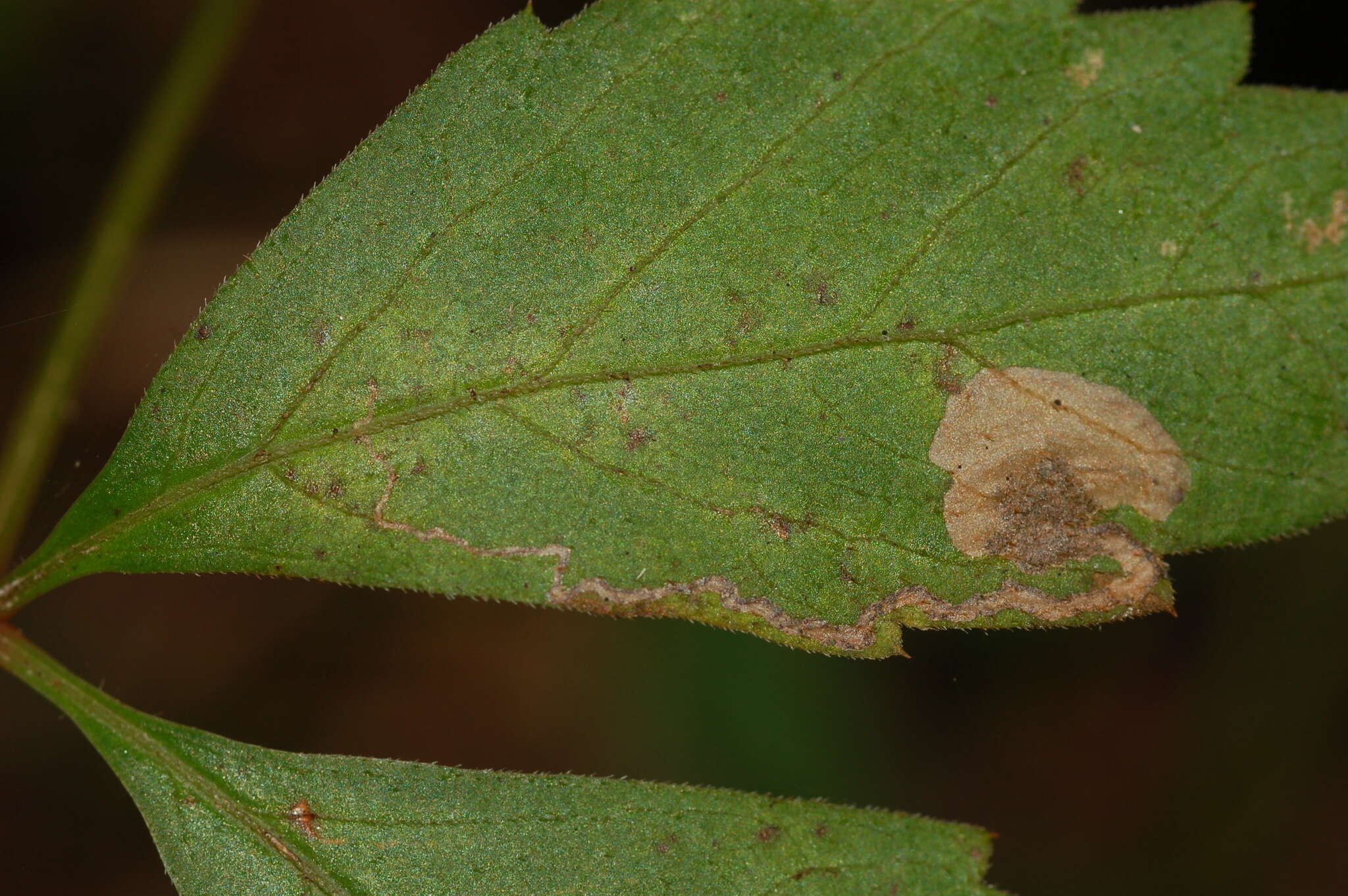 Image of Aspilanta ampelopsifoliella (Chambers 1874) Nieukerken & Eiseman 2020