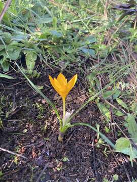 Слика од Crocus olivieri subsp. istanbulensis B. Mathew