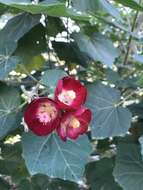 Image de Phymosia umbellata (Cav.) Kearney