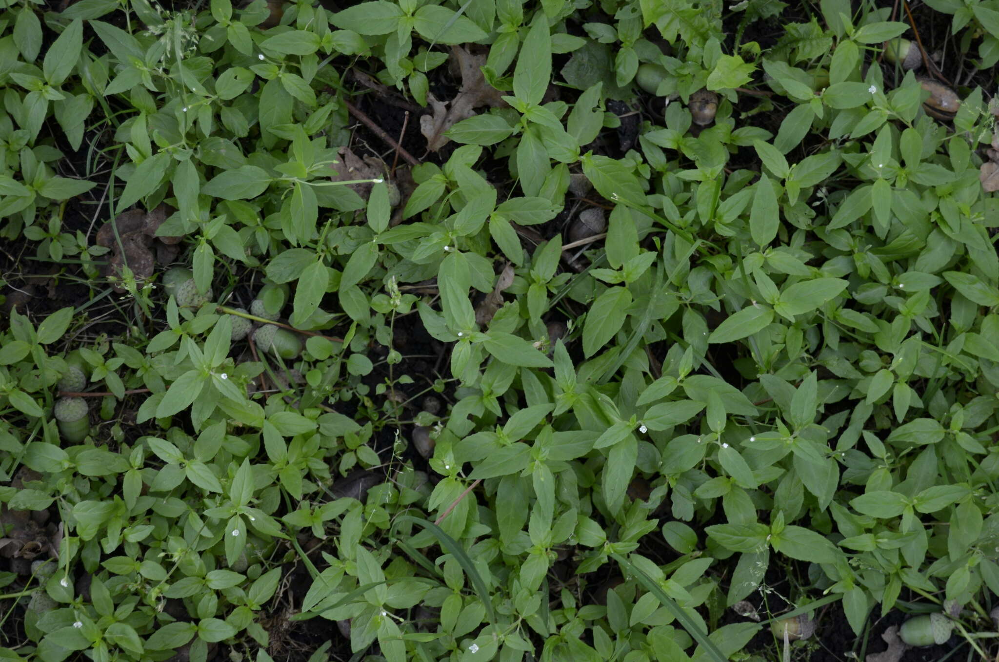 Imagem de Epilobium pseudorubescens A. K. Skvortsov