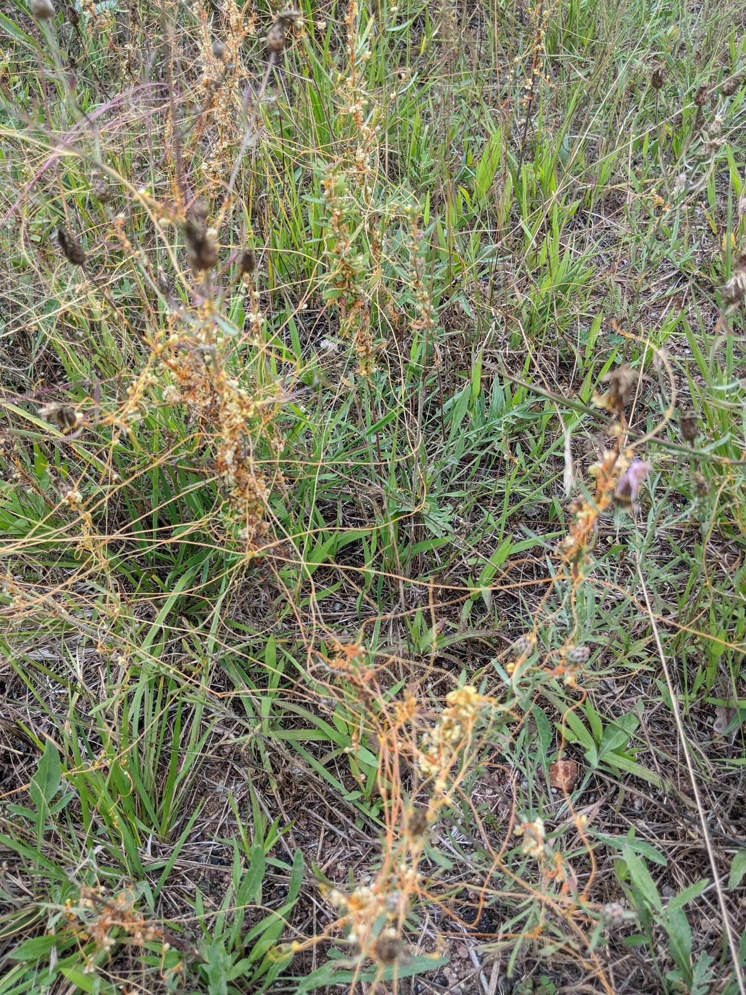 Cuscuta pentagona Engelm. resmi