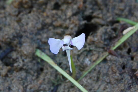 Utricularia tubulata F. Muell.的圖片