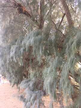 Image of Athel tamarisk