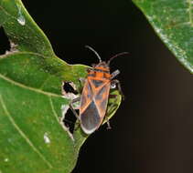 Image of Graptostethus pubescens Slater Alex 1985