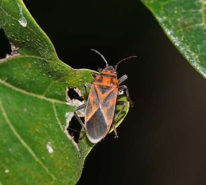 Image of Graptostethus pubescens Slater Alex 1985