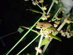 Image of Rhacophorus subansiriensis Mathew & Sen 2009