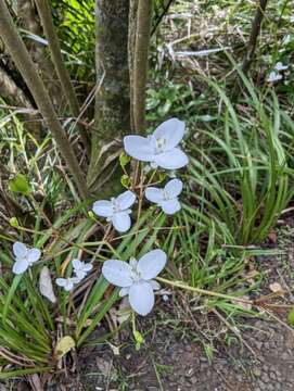 Image of Libertia grandiflora (R. Br.) Sweet