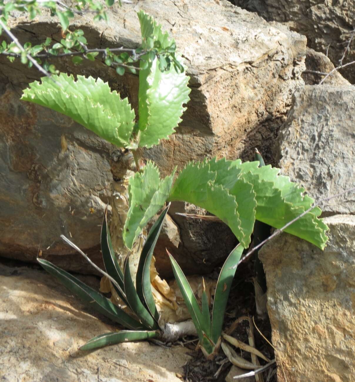 Image of Cyphostemma bainesii (Hook. fil.) Descoings