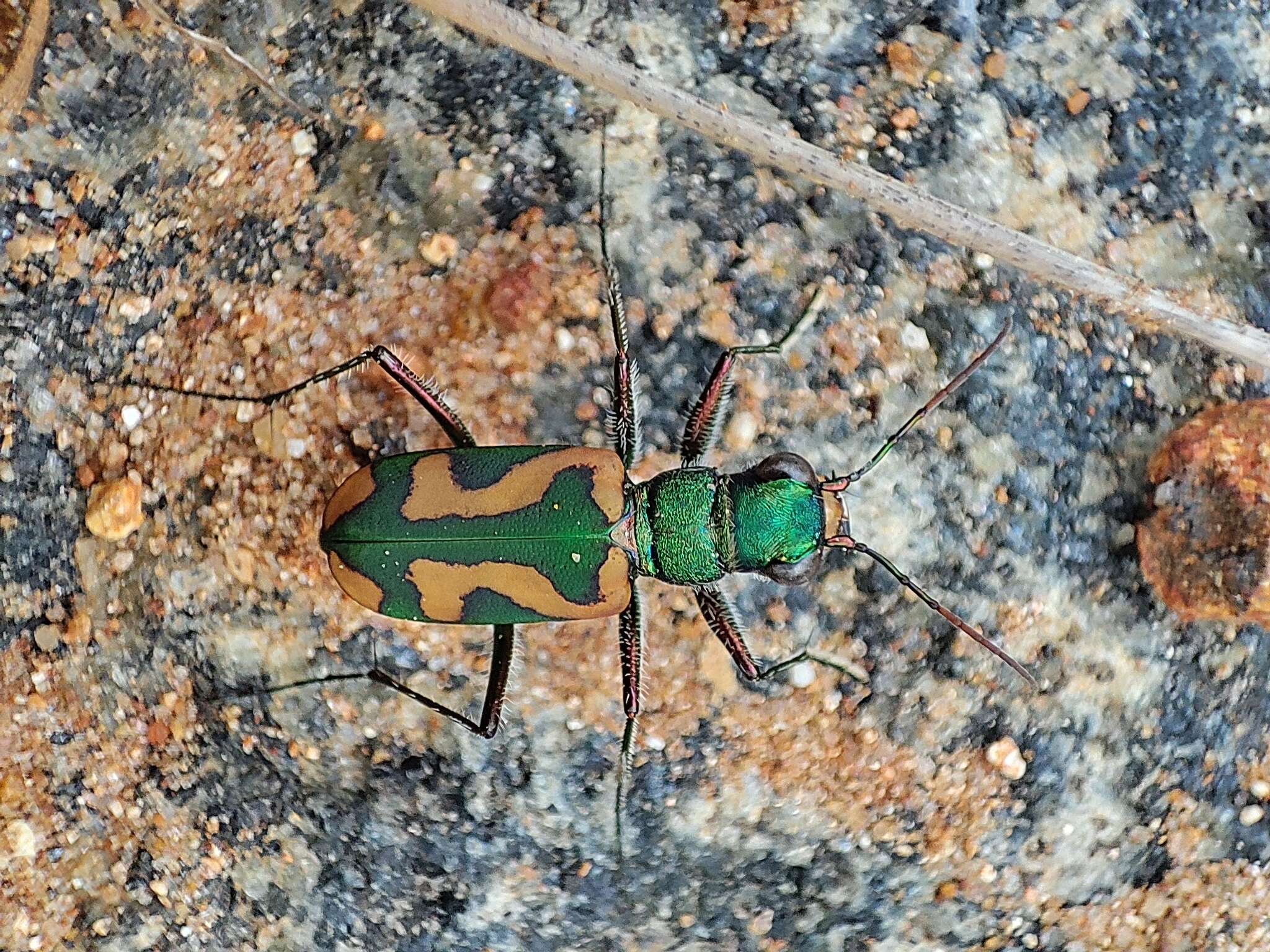 Image of Cicindela (Ancylia) calligramma Schaum 1861